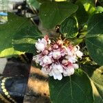 Clerodendrum chinenseFiore