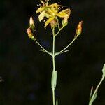 Hypericum linariifolium अन्य