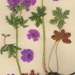 Geranium malviflorum Diğer