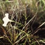 Ipomoea tenuiloba Hàbitat