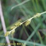 Carex canescens Muu