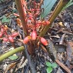 Renealmia alpinia Fiore