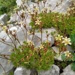 Saxifraga hariotii Flower