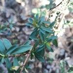 Hypericum hypericoides Листок