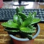 Faucaria tigrina Blad