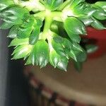 Echeveria affinis Yaprak