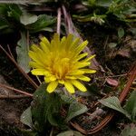 Taraxacum parvulum Flower