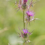 Notobasis syriaca Flower