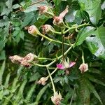 Rosa pendulina Fruto