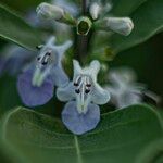 Vitex trifolia Blüte