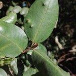 Myrceugenia exsucca 葉