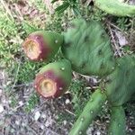 Opuntia dillenii Fruit