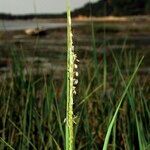 Sporobolus alterniflorus Plante entière