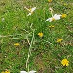 Narcissus poeticus Habit