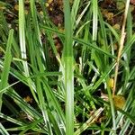 Carex pendula Feuille