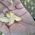 Myroxylon balsamum Fruit