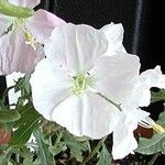 Oenothera neomexicana Flower