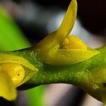 Bulbophyllum coccinatum