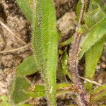 Erigeron alpinus Leaf