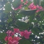 BougainvilleaCelota