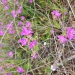 Mirabilis laevis Lorea