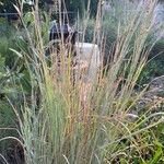 Schizachyrium scoparium Blatt