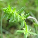 Cruciata pedemontana Leaf