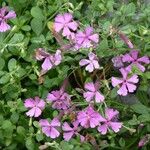 Silene schafta Flower