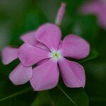 Catharanthus roseus Flower