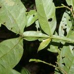 Inga acuminata Blad