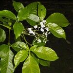 Vitex cooperi Otro