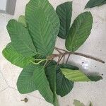 Coussapoa villosa Leaf
