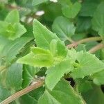 Diascia rigescens List