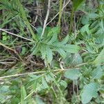 Serratula tinctoria Fuelha