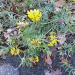 Hippocrepis comosa Alkat (teljes növény)