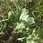 Asclepias latifolia ᱛᱟᱦᱮᱸ