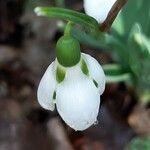 Galanthus elwesii Virág