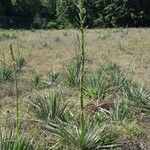 Yucca necopina موطن