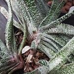 Gasteria carinata Leaf