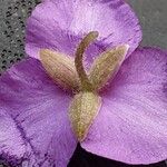 Tradescantia virginiana Flower