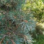 Pinus sylvestrisBlatt