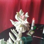 Echeveria agavoides Feuille