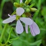 Erucaria hispanica Flower