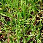 Digitaria sanguinalis Лист