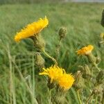 Sonchus arvensisKvet