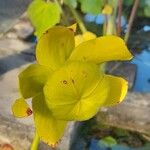 Sarracenia flavaFlors