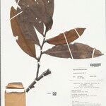 Guatteria discolor Hoja