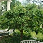 Alnus cordata Costuma