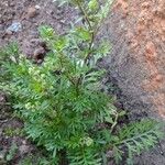 Lepidium didymum Feuille