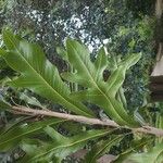 Stenocarpus sinuatus Levél